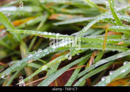 Wassertropfen auf dem Rasen Stockfoto