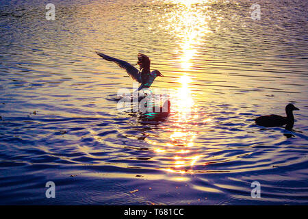 Seagull Landung auf dem Wasser neben anderen Vögel und Enten mit wasserwellen und Reflexionen. Stockfoto