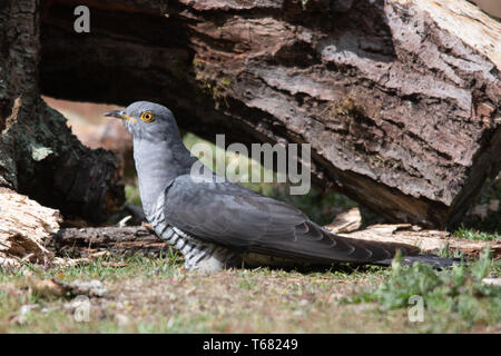 Kuckuck (Cuculus canorus) Vogelarten im Frühjahr, Surrey, Großbritannien. Britische Tierwelt. Stockfoto