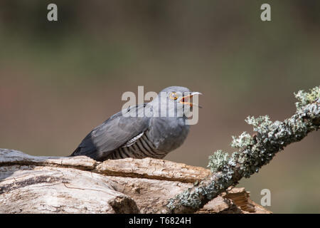 Kuckuck (Cuculus canorus) Vogelarten, die im Frühjahr, Surrey, Großbritannien. Britische Tierwelt. Stockfoto