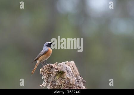 Common redstart (Phoenicurus phoenicurus) ist ein Schmetterling (Tagfalter) aus auf einer Stange im Frühling, UK Tierwelt. Stockfoto