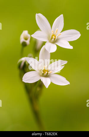 Weiß Gras Lily (Ornithogalum umbellatum) Blumen auf grünem Hintergrund verschwommen Stockfoto