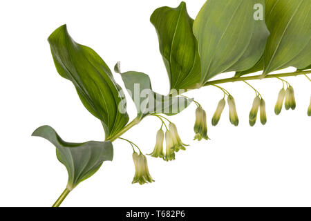 Salomonssiegel (Polygonatum Multiflorum) isoliert auf weiss Stockfoto