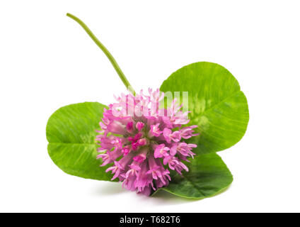 Clover Blume und lassen auf weißem Hintergrund Stockfoto