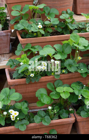 Fragaria × ananassa, blühende Portola Erdbeere und Romina Erdbeerpflanzen in Blumentöpfe im Frühjahr Stockfoto