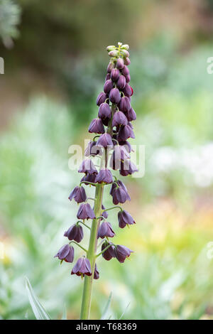 Fritillaria persica. Schwarz persischen Lily. Fritillary Blume. Großbritannien Stockfoto