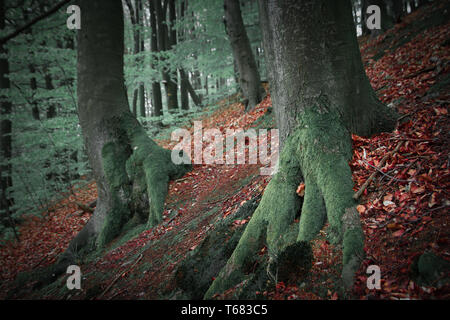trees in old forest Stockfoto
