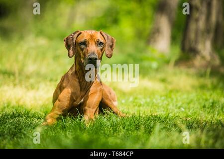 Rhodesian Ridgeback mit braunen Haaren liegend auf grünem Gras, sonnigen Sommertag in der Natur, Bäume im Hintergrund. Stockfoto