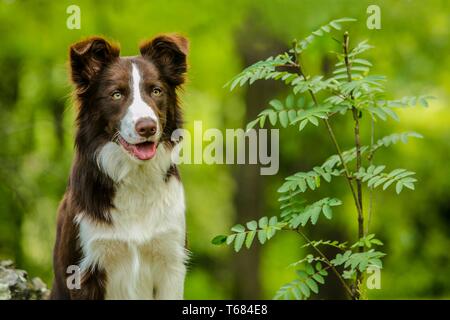 Portrait von süßen braunen und weißen Border Collie Hund mit offenem Mund, rosa Zunge heraus, sitzen in einem Park neben dem grünen Pflanze. Stockfoto