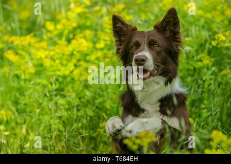 Portrait von süßen braunen und weißen Border Collie Hund mit neugierigen Blick sitzen und posiert in Grün mit gelben Blumen Pfoten. Sommer in der Natur. Stockfoto