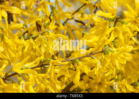 Forsythia Blüten Nahaufnahme lokalen Fokus Stockfoto