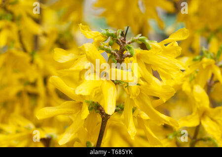 Forsythia Blüten Nahaufnahme lokalen Fokus Stockfoto