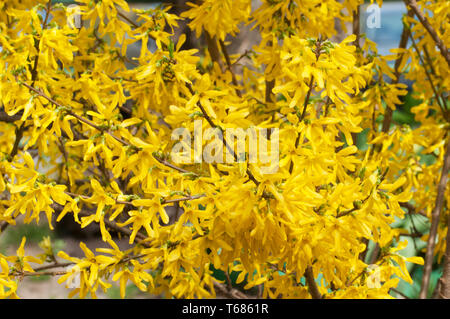 Forsythia Blüten Nahaufnahme lokalen Fokus Stockfoto