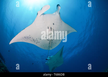 Zwei Mantarochen schwimmen Overhead mit der Oberfläche und die Sonne in den Hintergrund Stockfoto