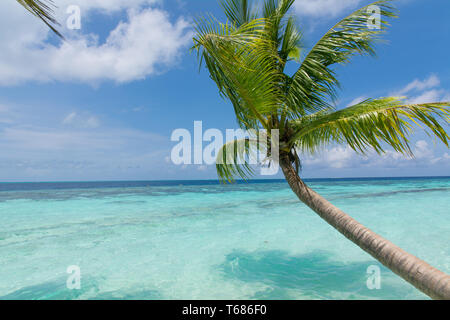 Palmen über tropischen Strand Stockfoto