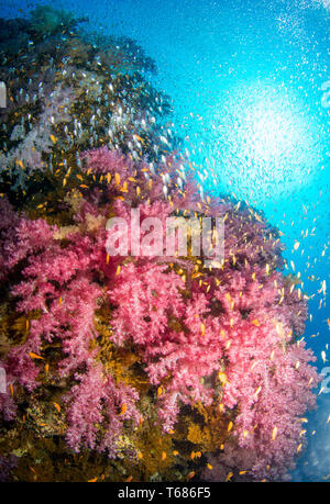 Vibrant Coral Reef in tropischen Gewässern, mit bunten Hart- und Weichkorallen von Orange und Silber Fisch umgeben, mit der Sonne und Meer Oberfläche Stockfoto