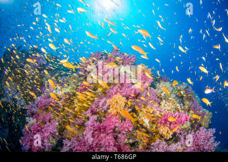 Vibrant Coral Reef in tropischen Gewässern, mit bunten Hart- und Weichkorallen von Orange und Silber Fisch umgeben, mit der Sonne und Meer Oberfläche Stockfoto