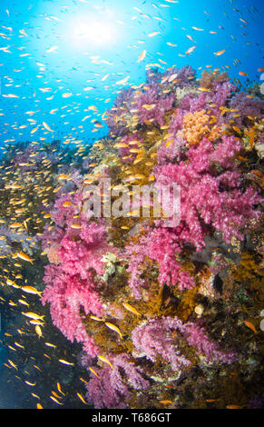 Vibrant Coral Reef in tropischen Gewässern, mit bunten Hart- und Weichkorallen von Orange und Silber Fisch umgeben, mit der Sonne und Meer Oberfläche Stockfoto