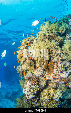 Vibrant Coral Reef in tropischen Gewässern, mit bunten Hart- und Weichkorallen von Orange und Silber Fisch umgeben, mit der Sonne und Meer Oberfläche Stockfoto