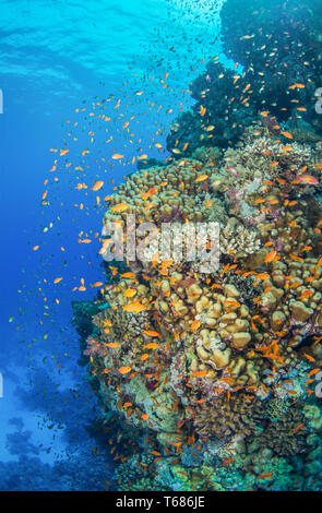 Vibrant Coral Reef in tropischen Gewässern, mit bunten Hart- und Weichkorallen von Orange und Silber Fisch umgeben, mit der Sonne und Meer Oberfläche Stockfoto
