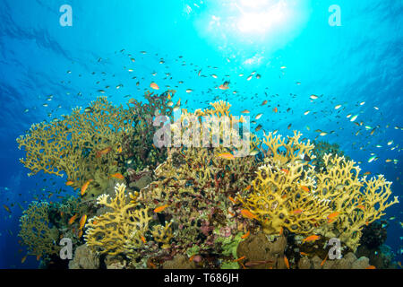 Vibrant Coral Reef in tropischen Gewässern, mit bunten Hart- und Weichkorallen von Orange und Silber Fisch umgeben, mit der Sonne und Meer Oberfläche Stockfoto