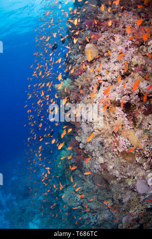 Vibrant Coral Reef in tropischen Gewässern, mit bunten Hart- und Weichkorallen von Orange und Silber Fisch umgeben, mit der Sonne und Meer Oberfläche Stockfoto