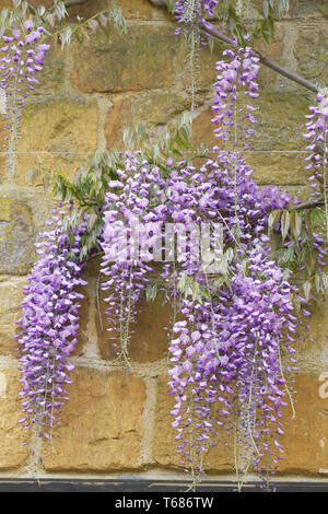 Wisteria Sinensis wächst gegen eine Steinmauer. Stockfoto