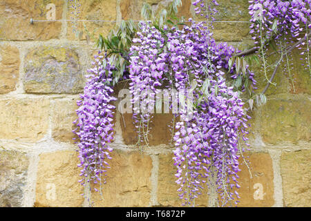 Wisteria Sinensis wächst gegen eine Steinmauer. Stockfoto