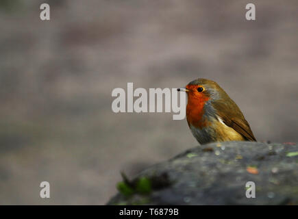 Europäische Robin oder Redbreast, Erithacus rubecula