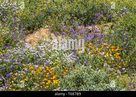 Super Blüte von Wildblumen in Südkalifornien im Frühjahr 2019. Stockfoto