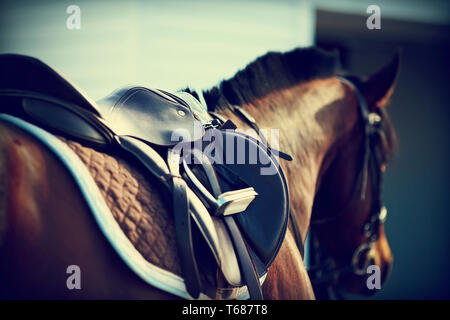 Sattel mit Steigbügeln auf dem Rücken eines Pferdes Stockfoto