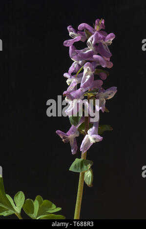 Corydalis Stockfoto