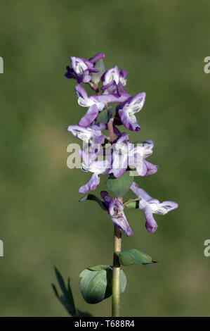 Corydalis Stockfoto