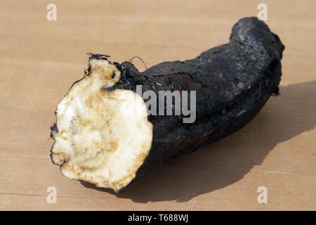 Gattung Beinwell, Symphytum officinale Symphytum oder Stockfoto