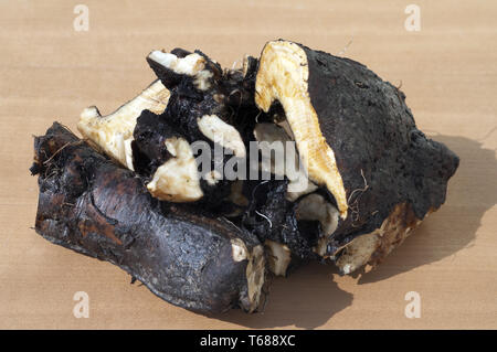 Gattung Beinwell, Symphytum officinale Symphytum oder Stockfoto