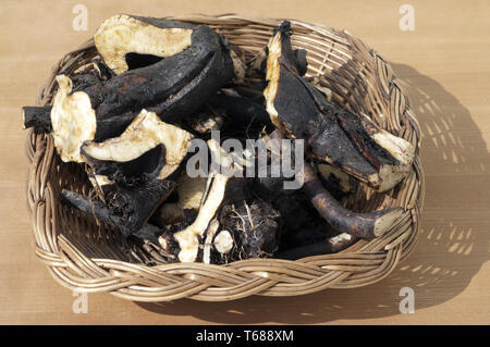 Gattung Beinwell, Symphytum officinale Symphytum oder Stockfoto