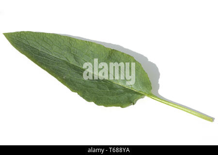 Gattung Beinwell, Symphytum officinale Symphytum oder Stockfoto