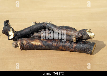 Gattung Beinwell, Symphytum officinale Symphytum oder Stockfoto