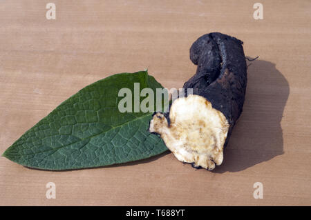 Gattung Beinwell, Symphytum officinale Symphytum oder Stockfoto