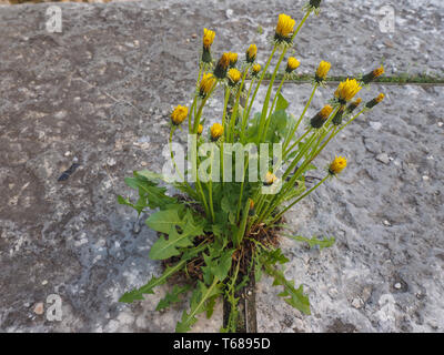 Gelbe Blüte der Pflanze Löwenzahn (Taraxacum officinale) aka Gemeinsame Löwenzahn wächst zwischen Steinplatten Stockfoto