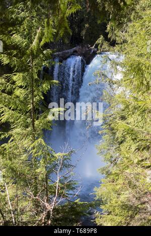 Koosah fällt, in Willamette National Forest in Oregon, USA. Stockfoto