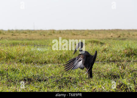 Afrikanische Openbill mit Flügeln die Abendsonne verbreiten Stockfoto