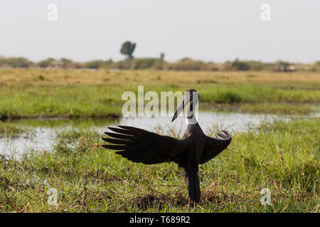 Afrikanische Openbill mit Flügeln die Abendsonne verbreiten Stockfoto