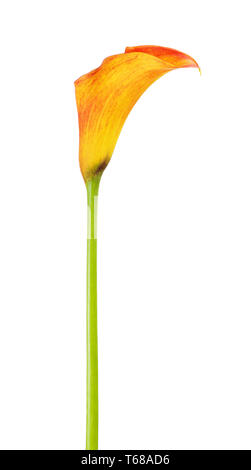 Orange Calla Lily Stockfoto