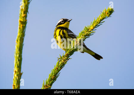 Magnolia warbler, Setophaga Magnolia, männlich, auf immergrüne Zweig, Feder gehockt, Nova Scotia, Kanada Stockfoto