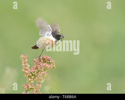 Gemeinsame schwarzkehlchen Saxicola Torquatus, Stockfoto