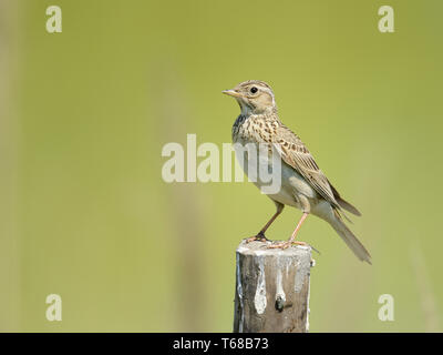 Crested Lark, Galerida cristata, Bulgarien, Europa Stockfoto