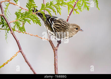 Kiefer Zeisig, spinus Pinus, thront, zeder Zweig, Winter, Nova Scotia, Kanada Stockfoto