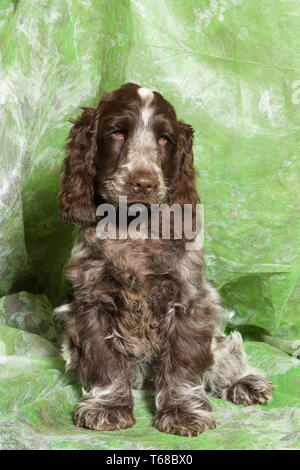Braun English Cocker Spaniel Welpen Stockfoto