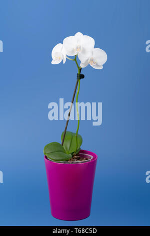 Romantische Zweig der White Orchid Stockfoto